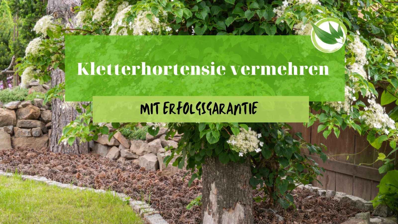 Kletterhortensie vermehren mit Erfolgsgarantie