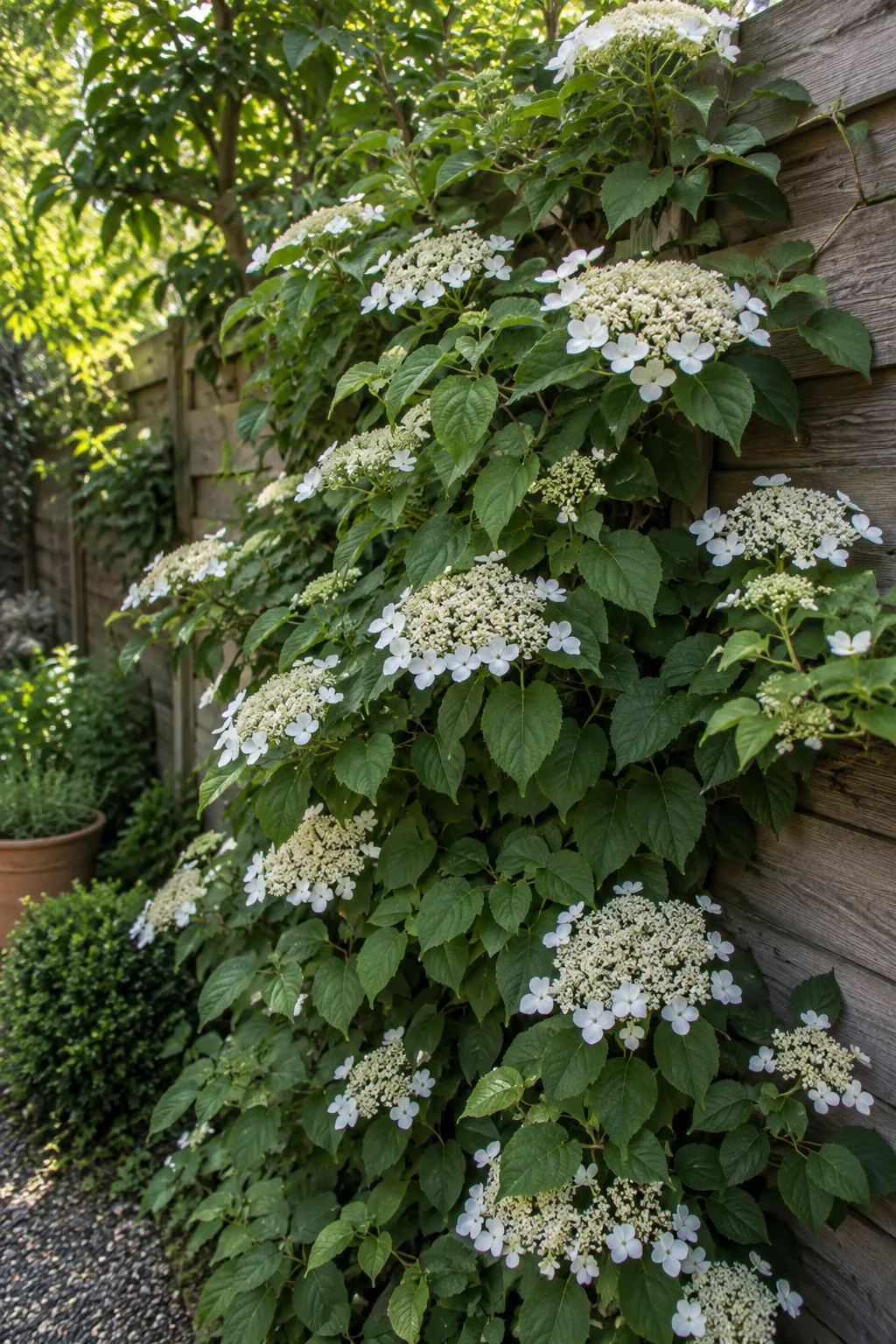 Kletterhortensie an einem stabilen Holzzaun im Halbschatten, mit flachen weißen Blütendolden und breiten hellgrünen Blättern