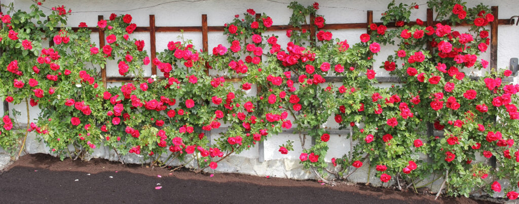 Ramblerrosenspalier mit roten Rosen