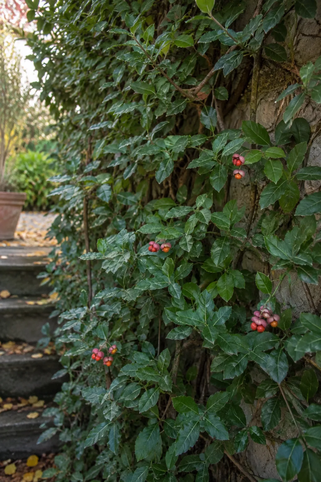 Schattige Gartenmauer, bis etwa zwei Meter Höhe dicht bewachsen mit kleinen ovalen, dunkelgrünen Blättern der Kletterspindel