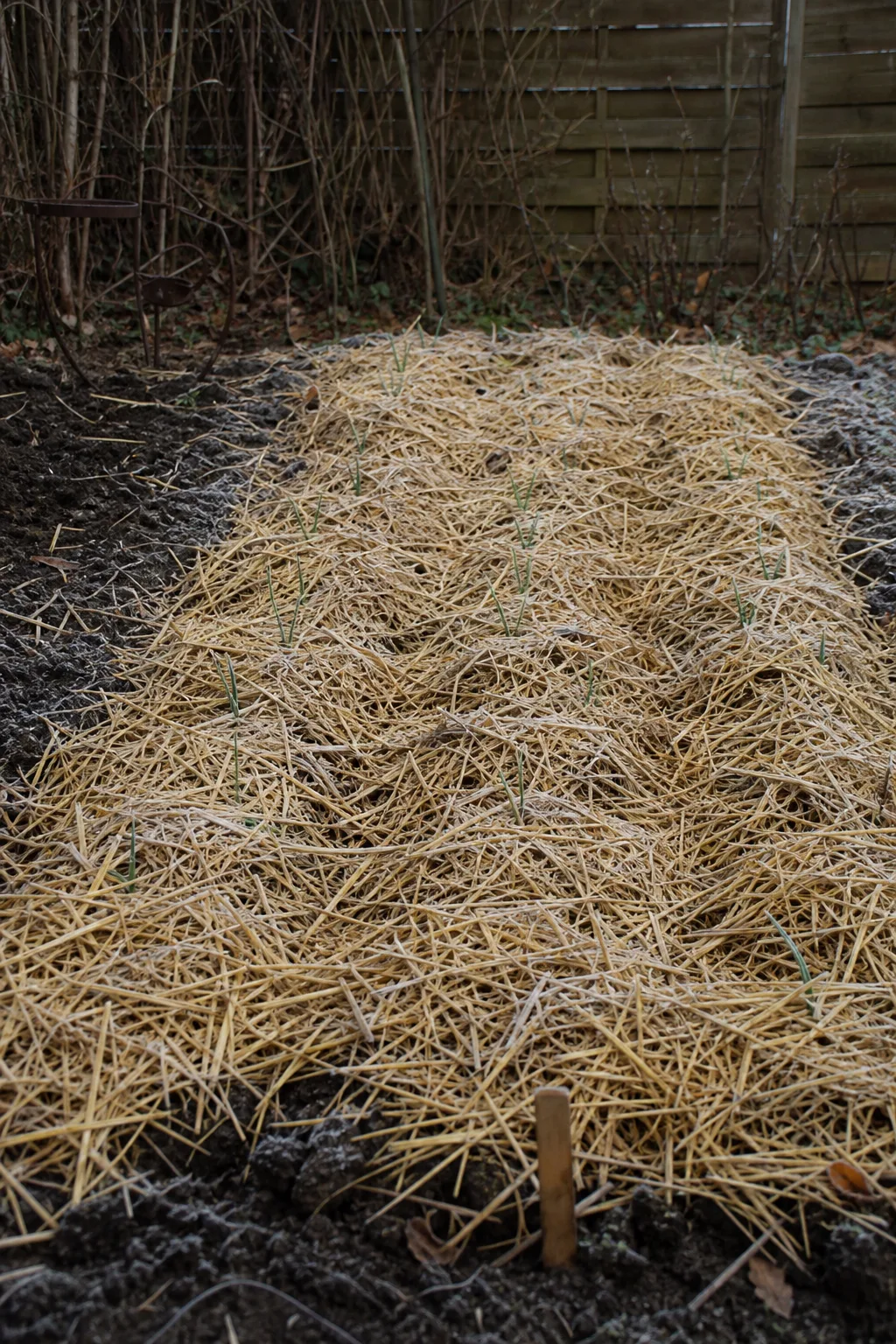 Knoblauchbeet im November unter einer lockeren Schicht Strohmulch mit leichtem Raureif, am Beetende ein Markierungsstab