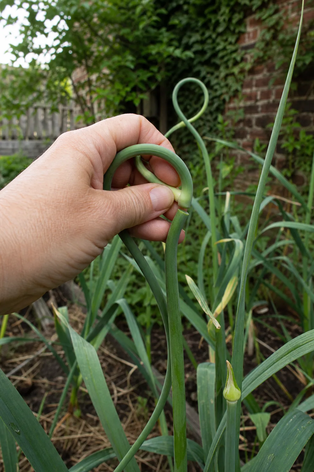 Ein eingerollter Knoblauch-Blütenschaft wird mit der Hand von der Pflanze abgeknickt