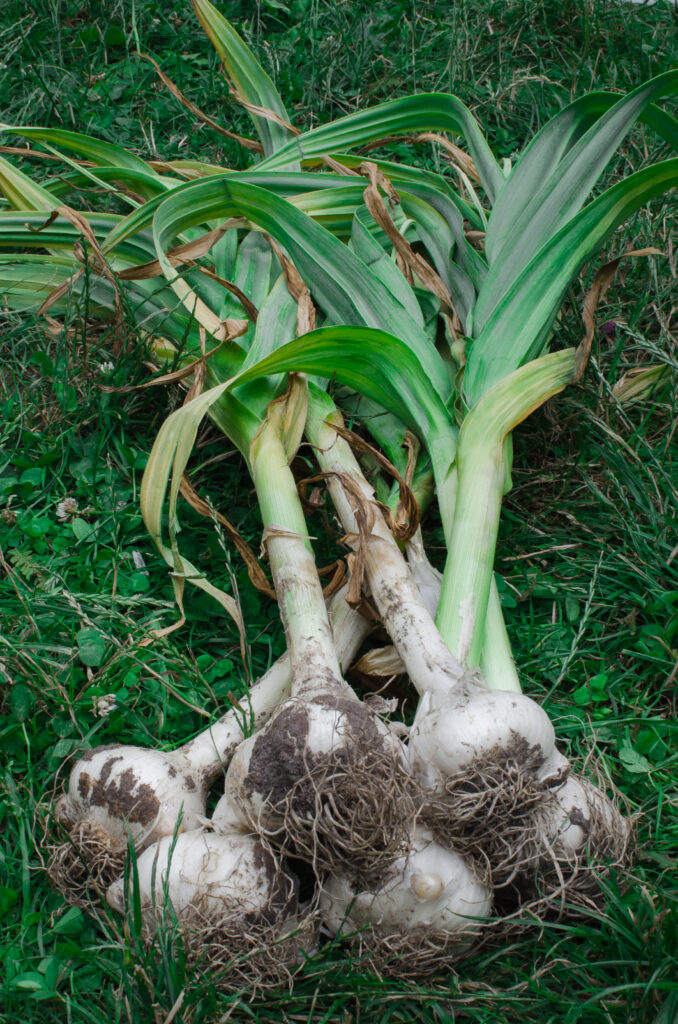 Frisch geernteter Knoblauch auf Gras