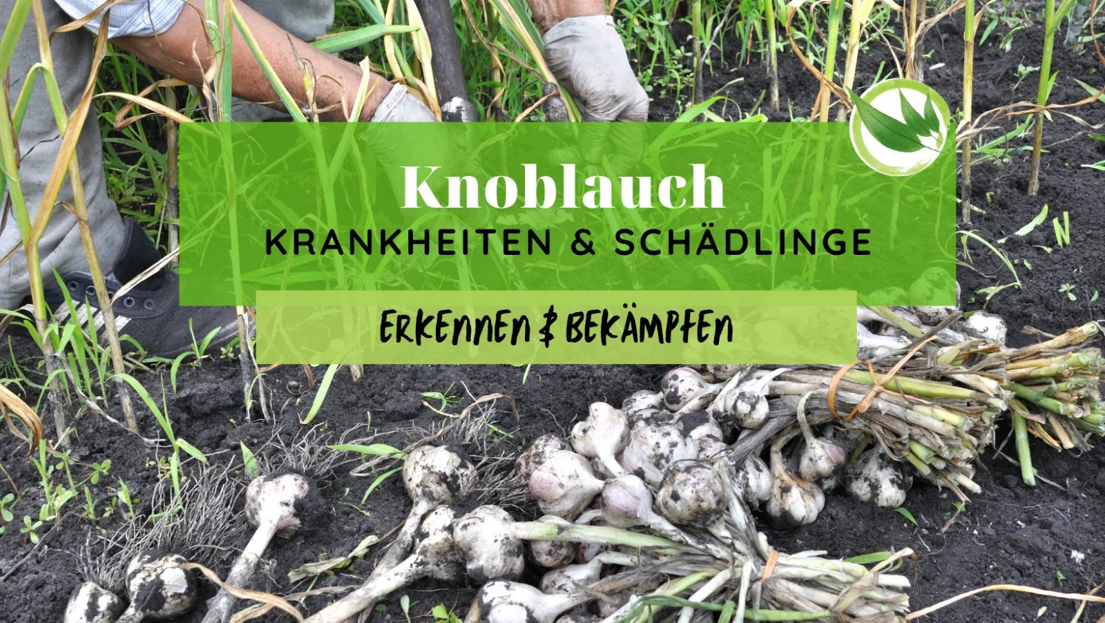 Knoblauch Krankheiten & Schädlinge erkennen & bekämpfen