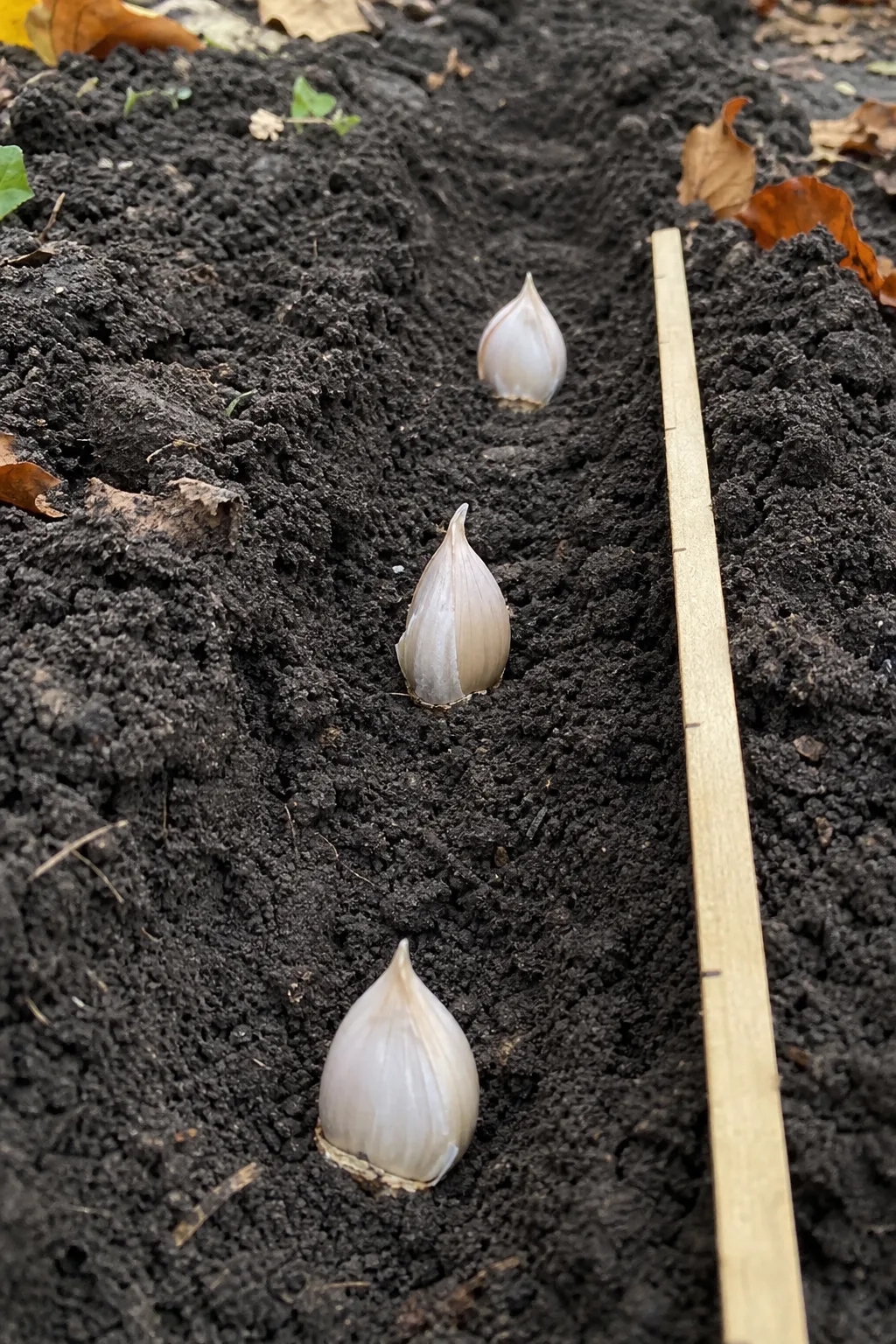 Pflanzfurche in dunkler Gartenerde mit drei aufrecht stehenden Knoblauchzehen, Spitze nach oben, daneben ein Holzmaßstab