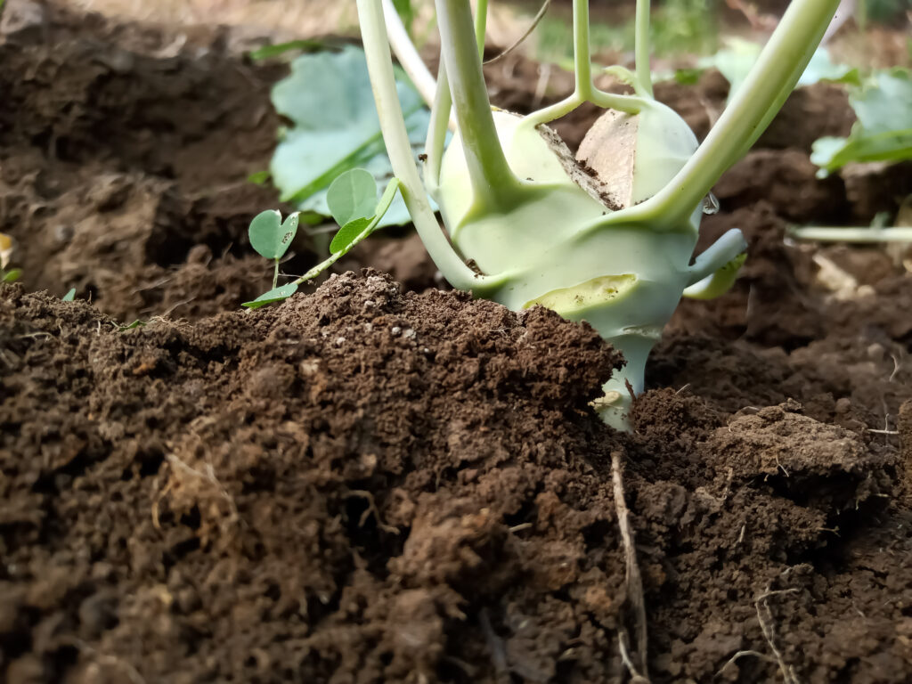 Aufgeplatzter Kohlrabi in frischer Erde