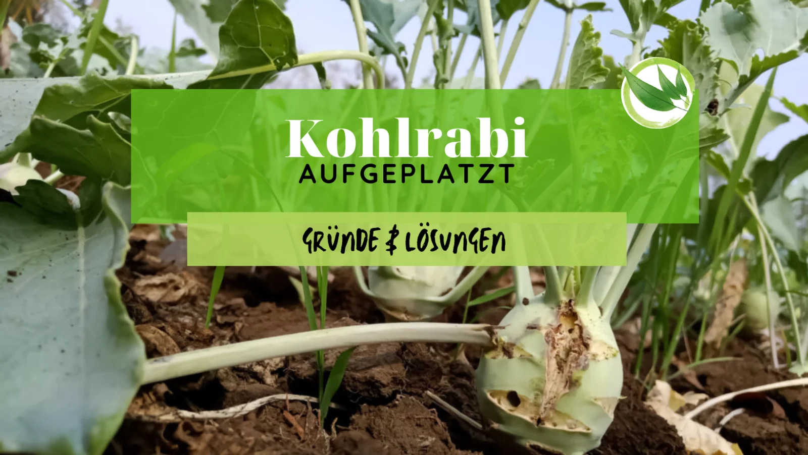 Kohlrabi aufgeplatzt – 4 Ursachen & Lösungen