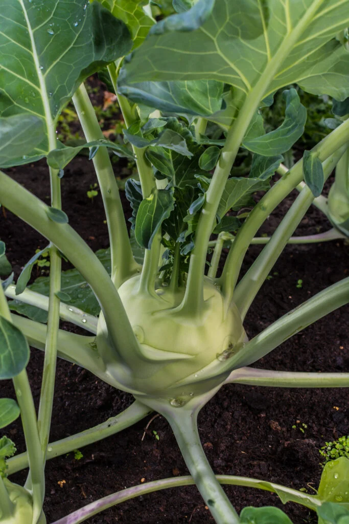 Closeup of a ripe Kohlrabi or turnip plant growing in in the gar