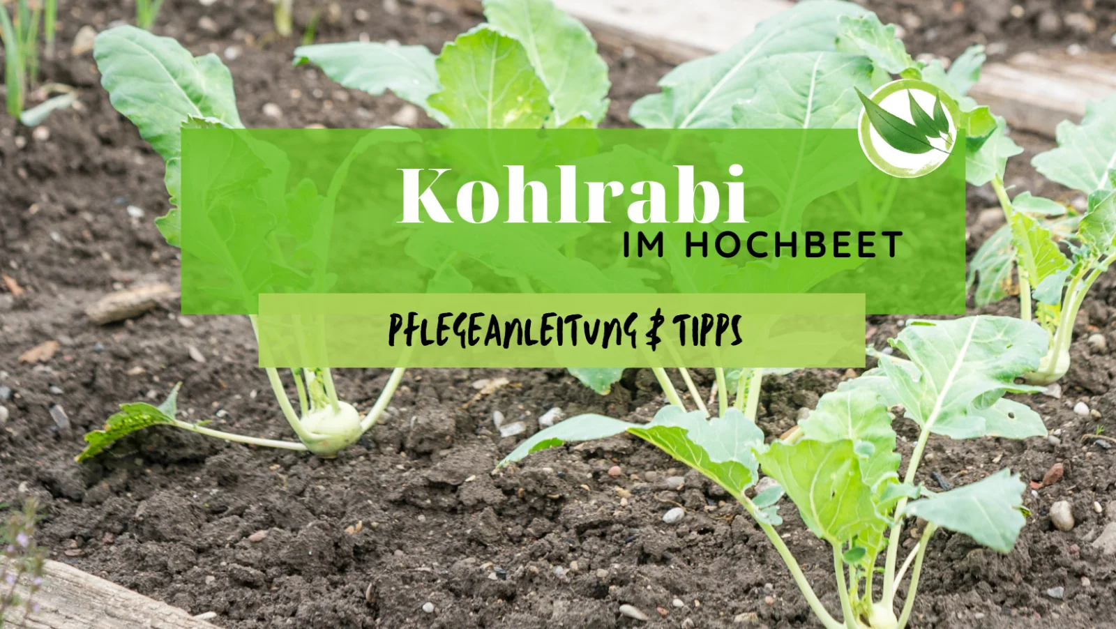 Kohlrabi im Hochbeet – Pflegeanleitung & Tipps