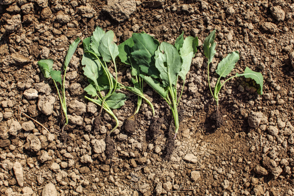 Young kohlrabi nurseling plants - ready to be planted into ground. Spring gardening.