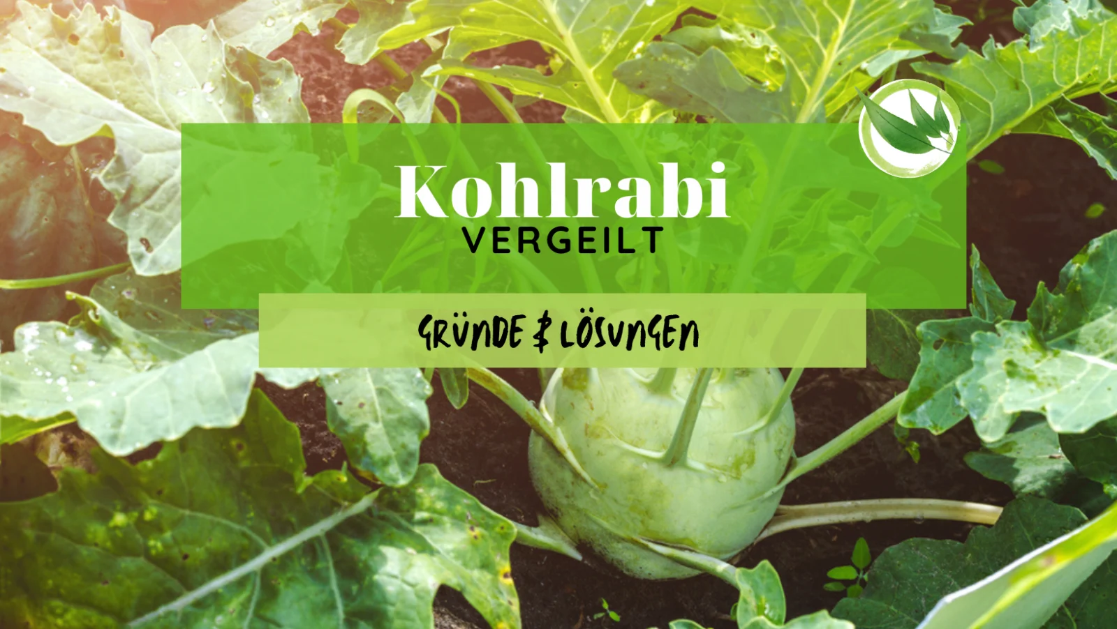 Kohlrabi vergeilt: 4 Ursachen & was Du tun dagegen kannst
