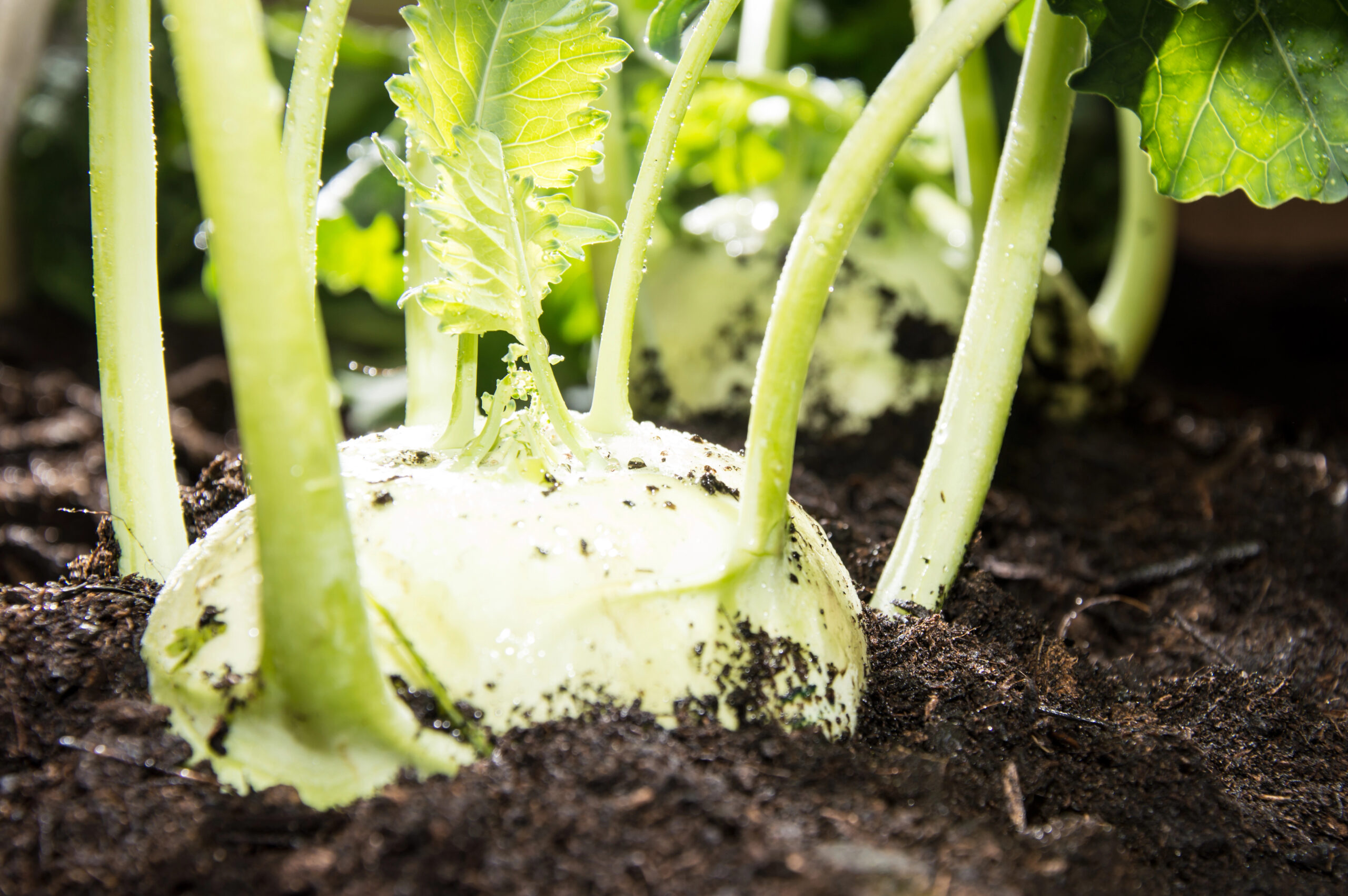 Kohlrabi pflanzen: Alles über Anbau & Pflege