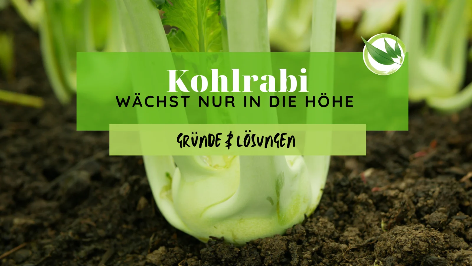 Kohlrabi wächst nur in die Höhe – 7 Gründe & Lösungen