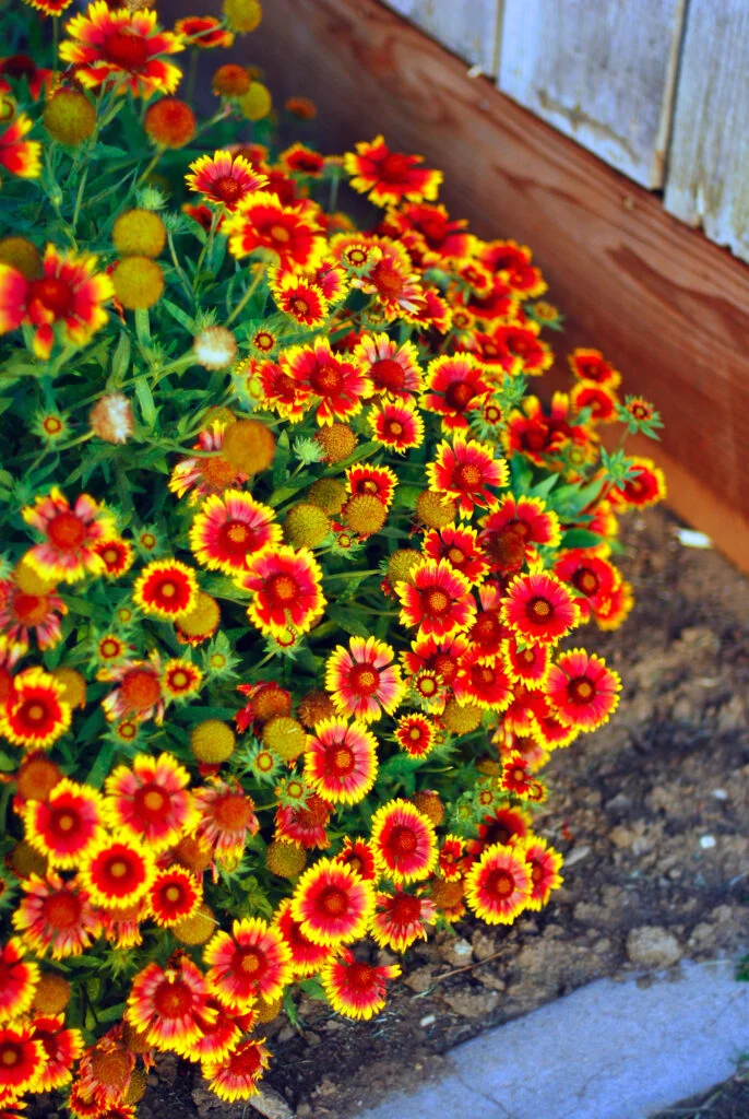 Bunte Blumen im Gartenbeet