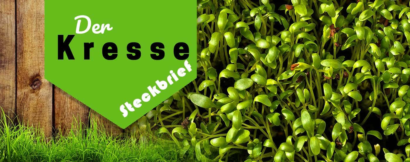 Kresse pflanzen, pflegen & ernten | Ganz einfach