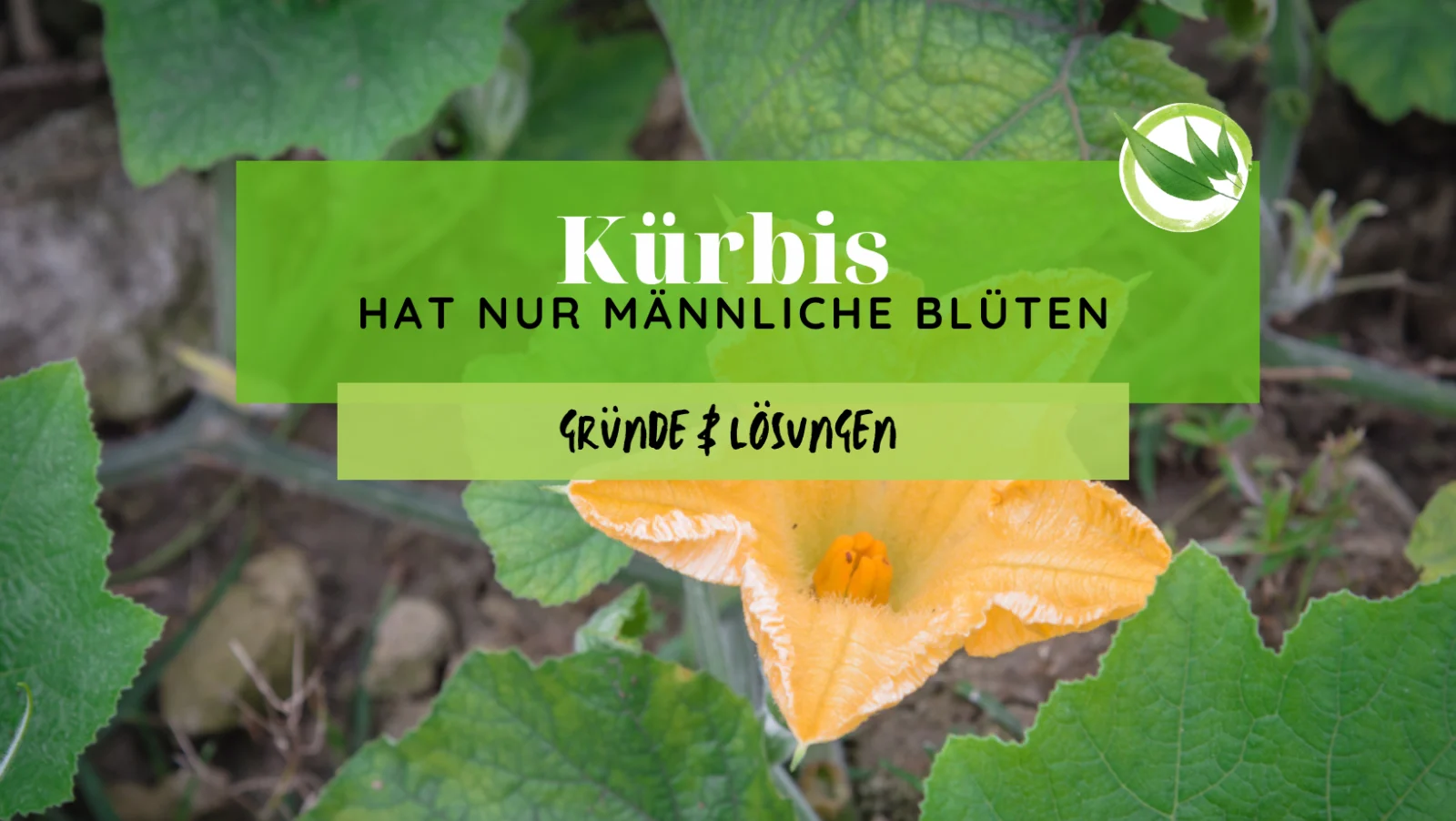 Kürbis hat nur männliche Blüten – Gründe & Lösungen