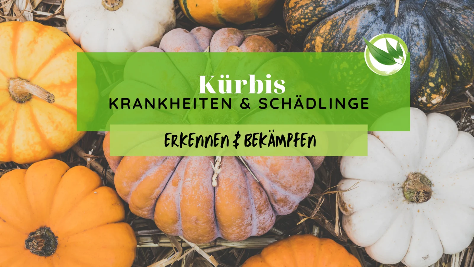 Kürbis Krankheiten & Schädlinge erkennen & bekämpfen