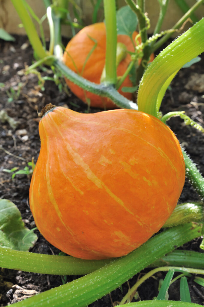Orange Kürbisse im Garten wachsen