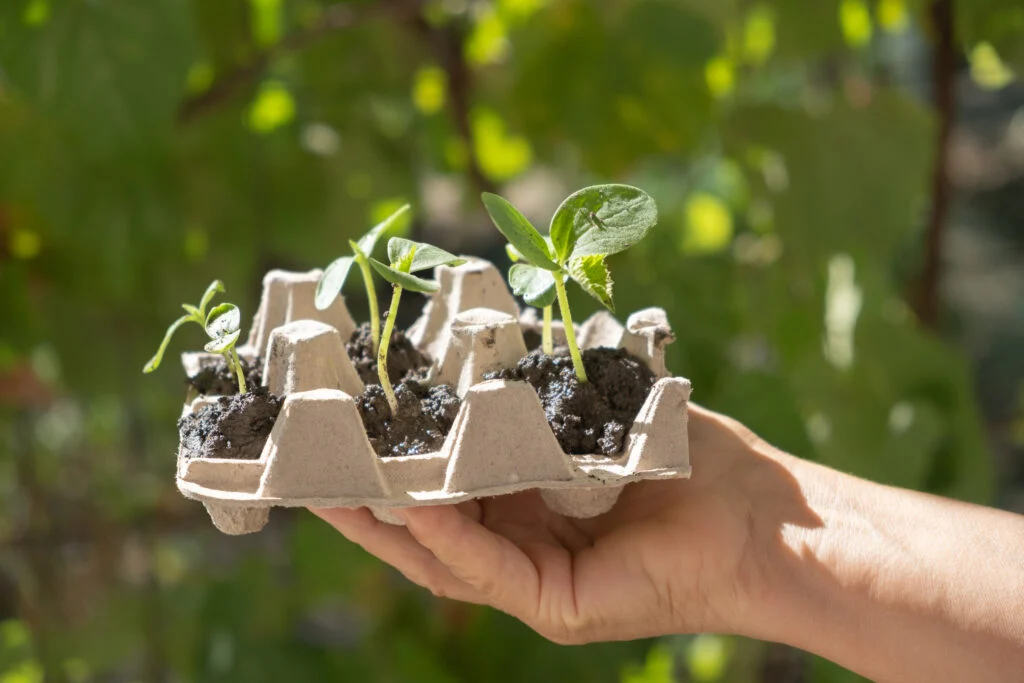 young Cucumber seedlings planted in box from under eggs.