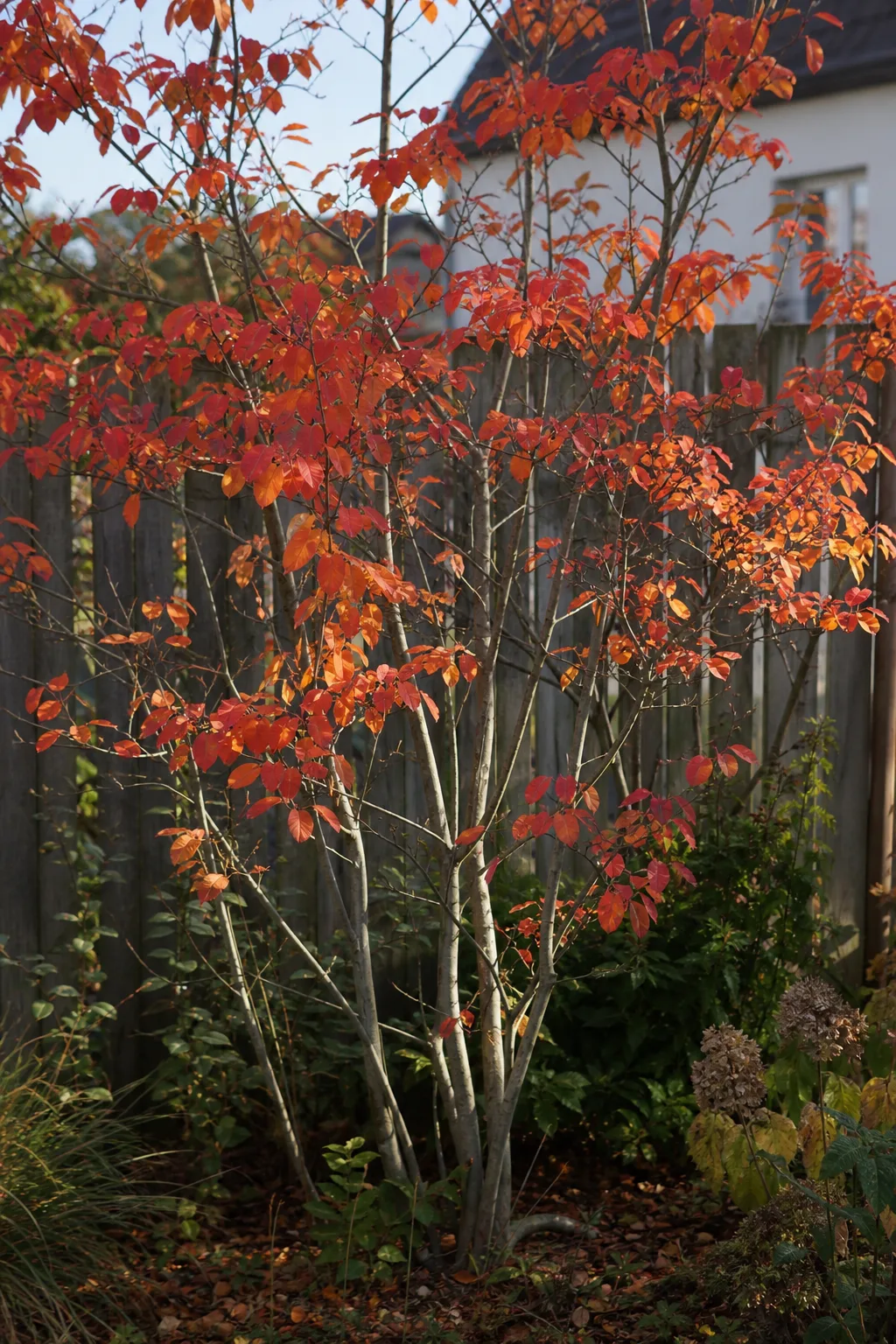 Mehrstämmige Kupfer-Felsenbirne mit orangeroten Herbstblättern vor einem Holzzaun