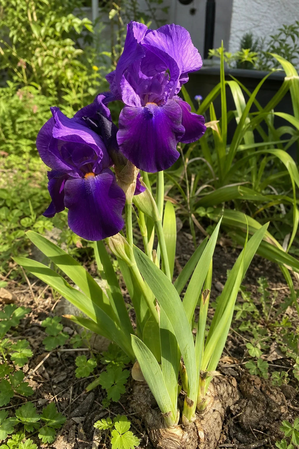 Violett blühende Bart-Iris mit den typischen Hängeblättern, das Rhizom liegt zur Hälfte frei auf dem Boden.