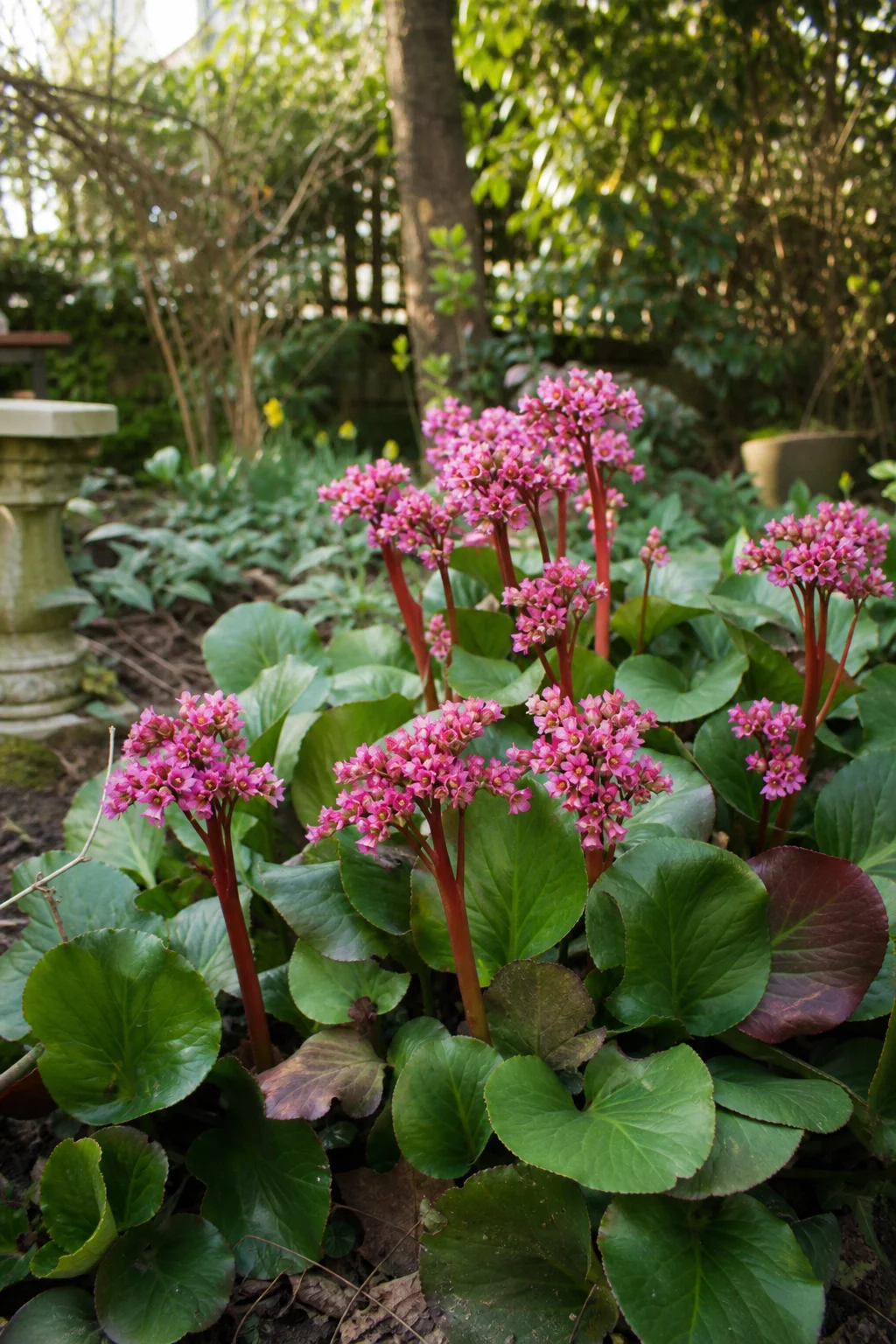 Bergenie mit rosa Blütenständen und großen, ledrigen, immergrünen Blättern im zeitigen Frühjahr.