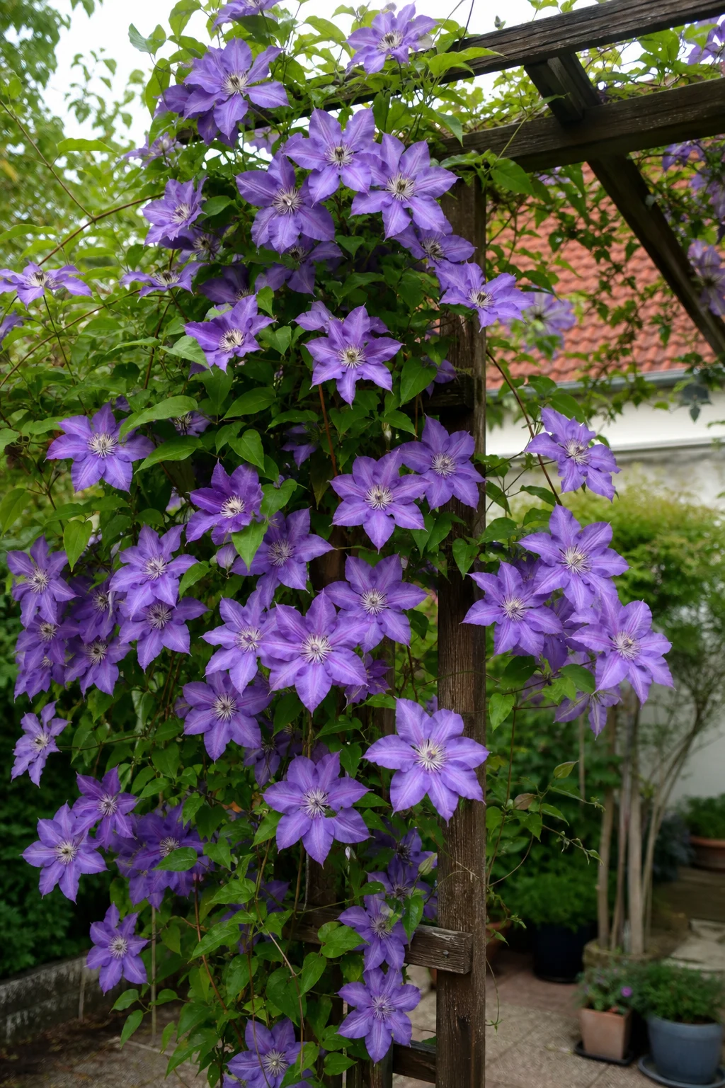 Großblumige violette Waldrebe mit vielen offenen Blüten an einer Holzpergola.