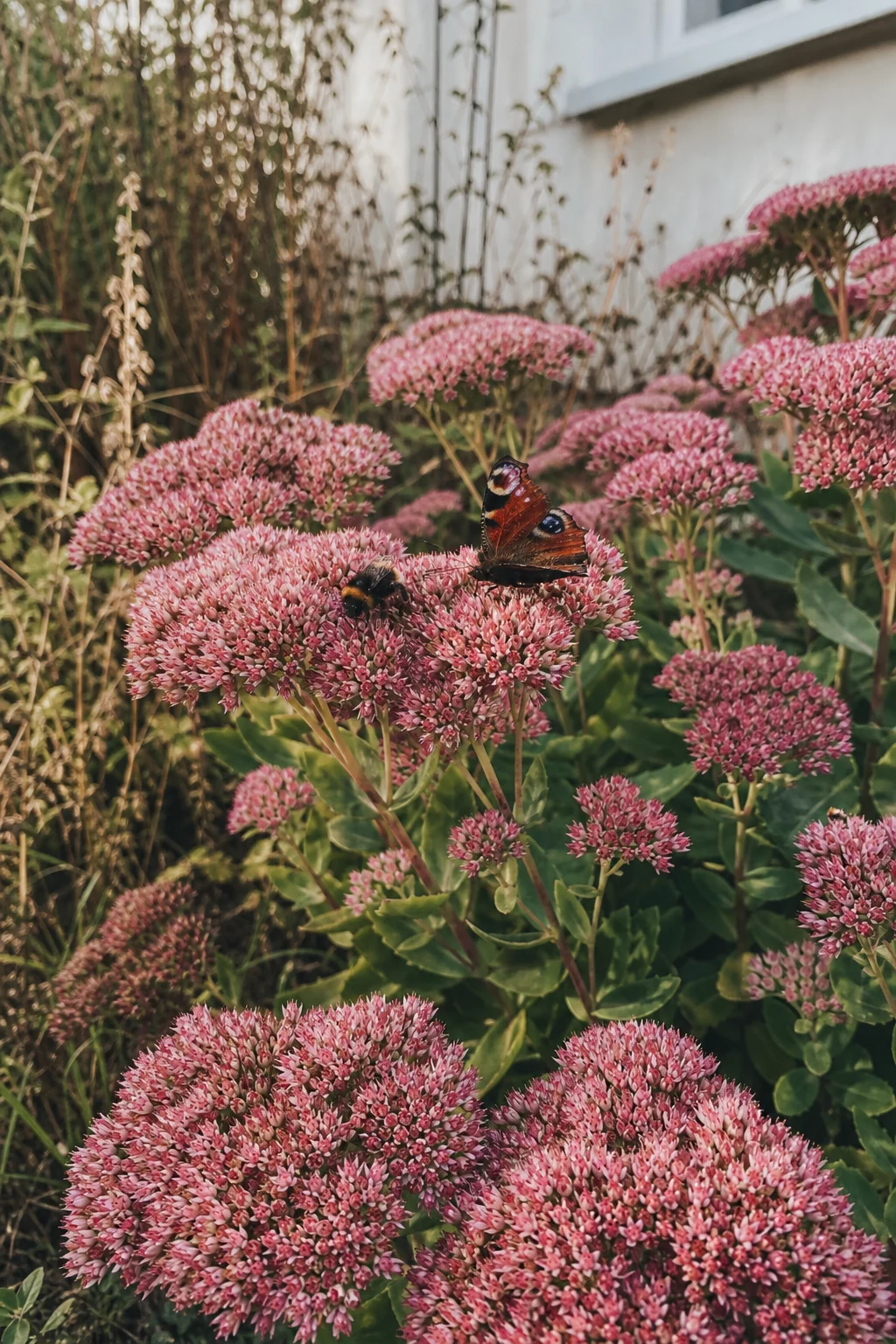 Hohe Fetthenne mit rosa Blütendolden, eine Hummel und ein Tagpfauenauge sitzen darauf.