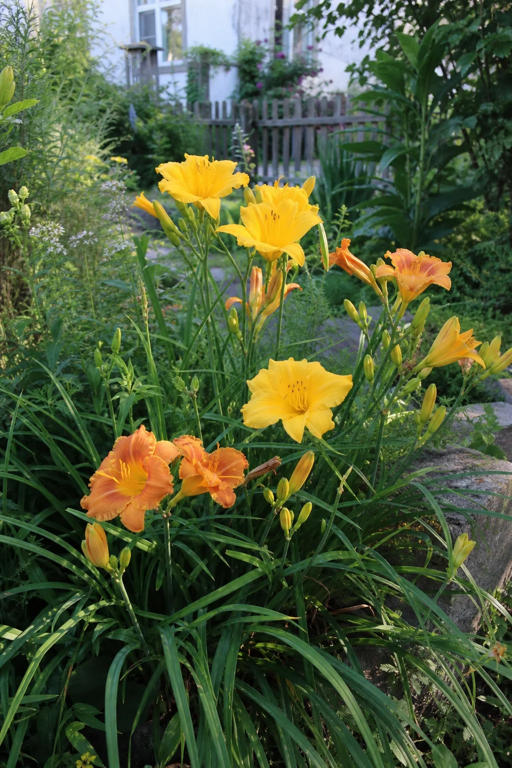 Gelb-orange Taglilien mit mehreren offenen Blüten und Knospen in einem sonnigen Beet.