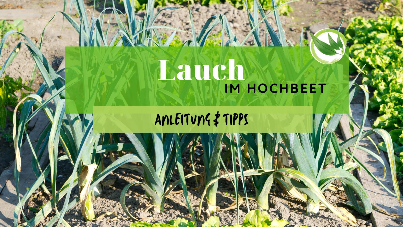 Lauch im Hochbeet – Anleitung & Tipps
