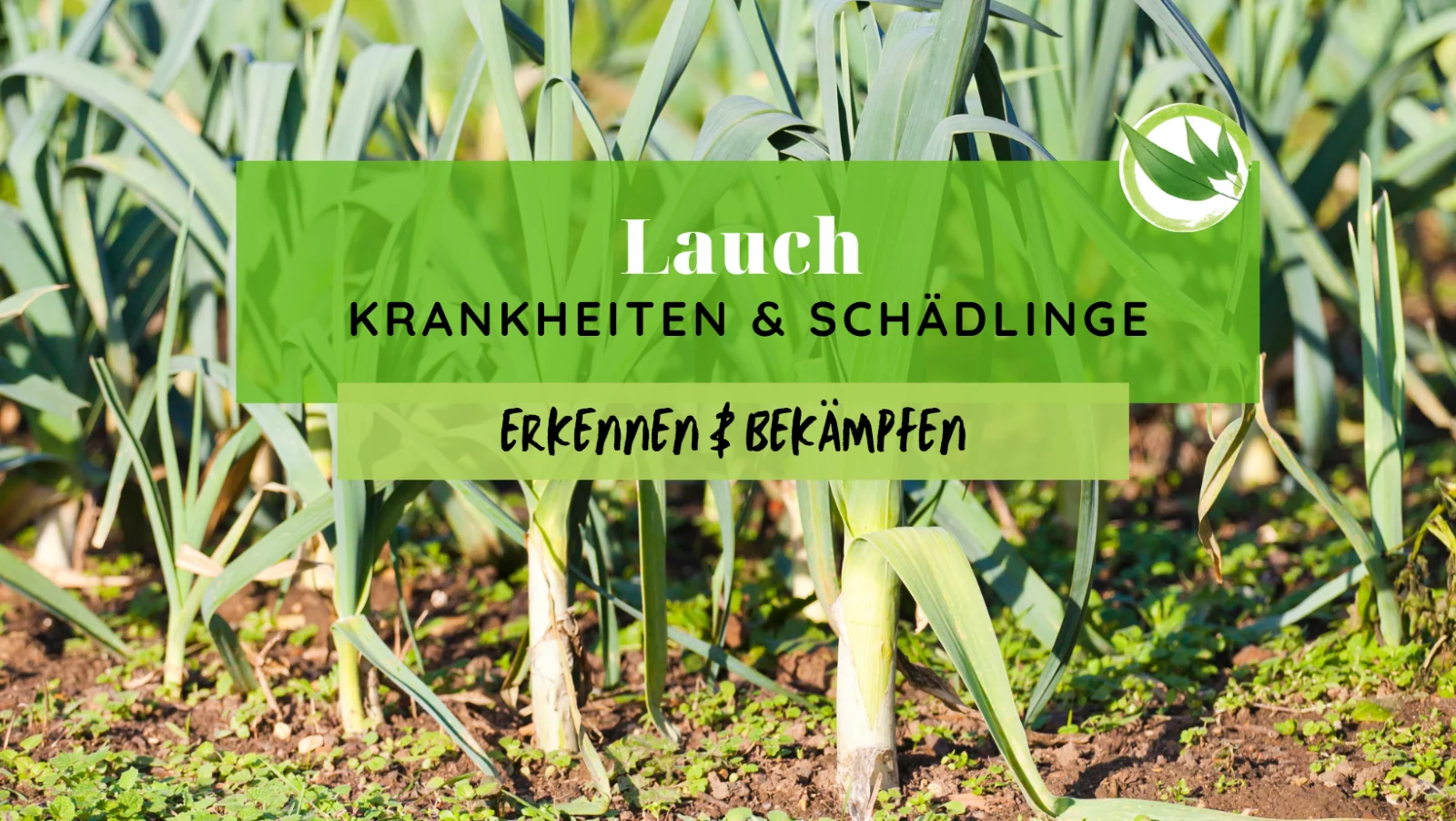 Lauch Krankheiten & Schädlinge erkennen & bekämpfen