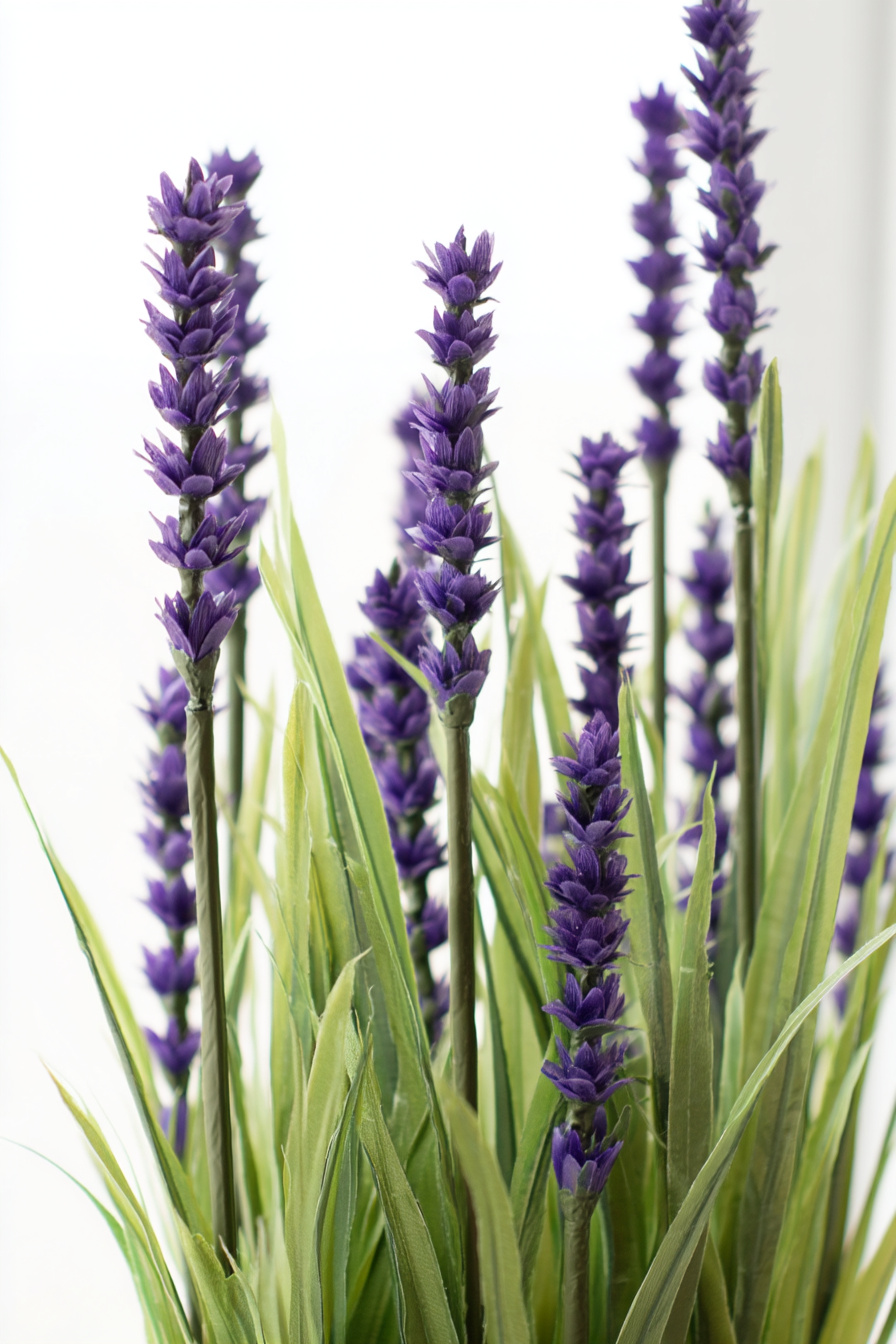 Lavendel im schmalen Balkon-Blumenkasten Aquarell