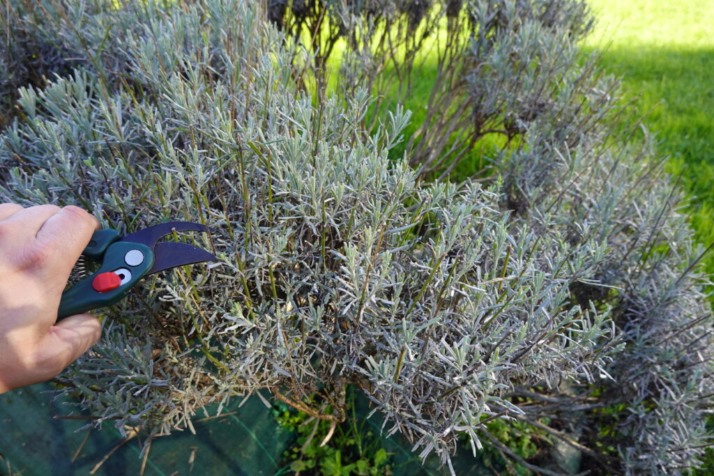 Hand eines Gärtners schneidet einen Lavendel