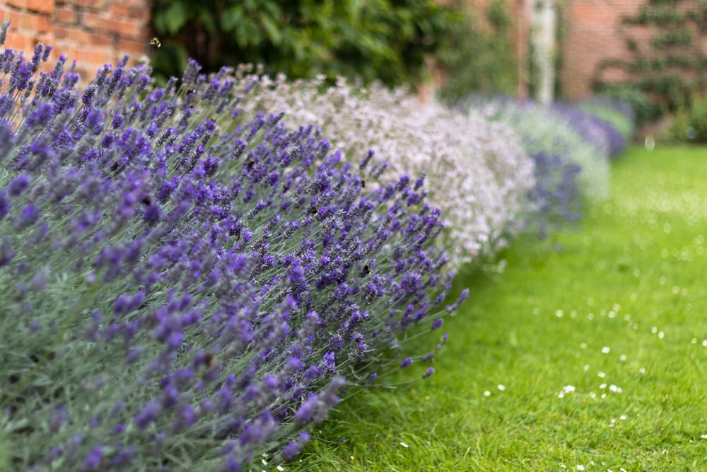 Lavendel als Gartenbegrenzung gepflanzt