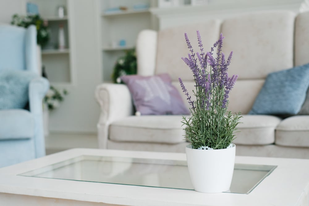 Lavendel als Zimmerpflanze in einem Topf
