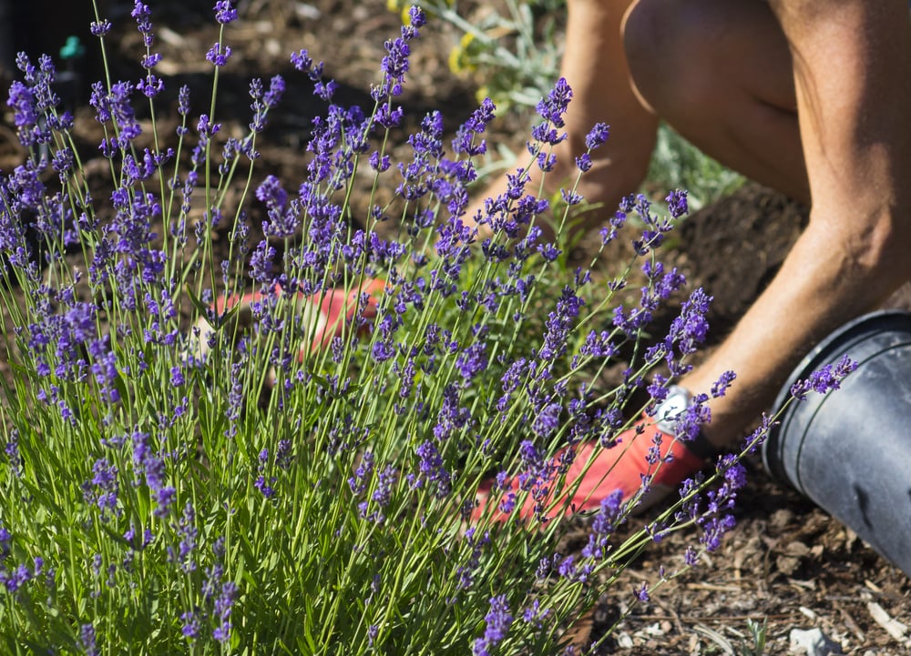 Lavendelpflanze mit violetten Blüten im Garten