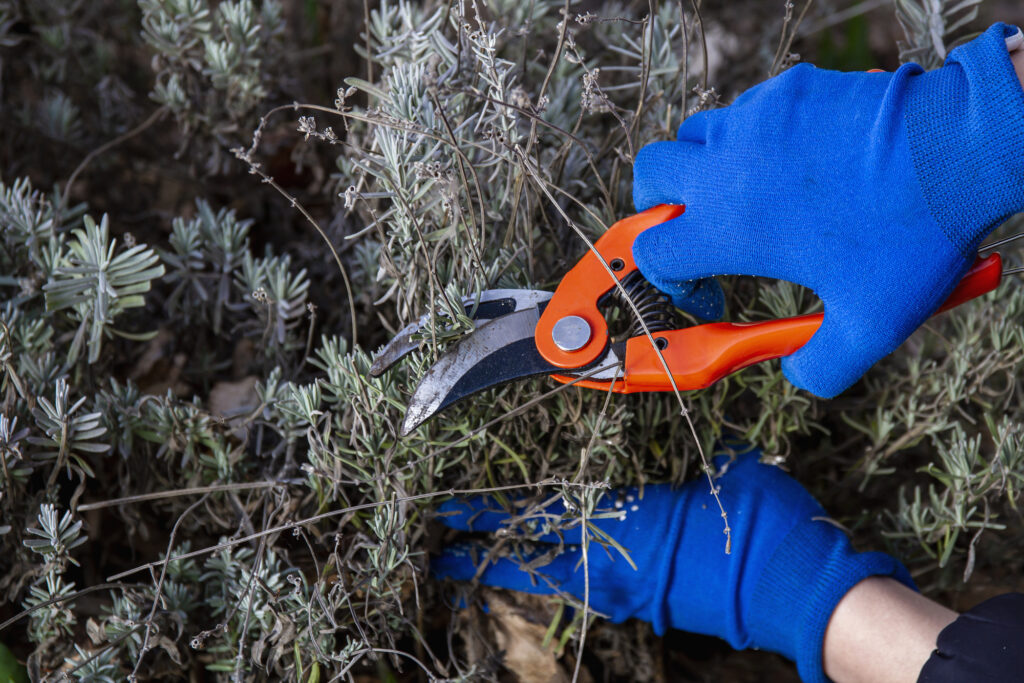 Gartenarbeit, Handschuhe, Astschere, Pflanzen beschneiden.