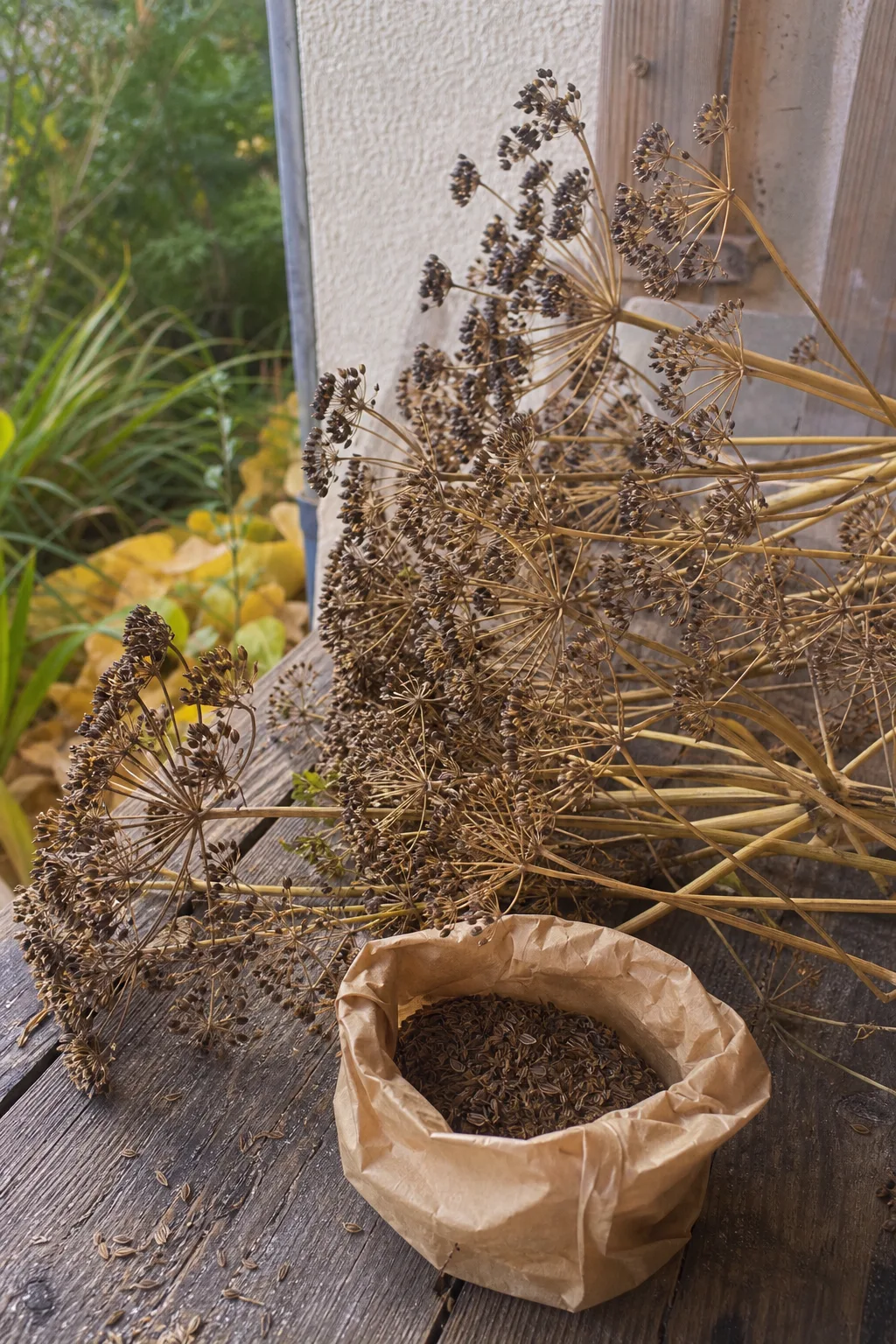 Reife braune Liebstöckelsamen an getrockneten Dolden, ein Teil davon in einer kleinen Papiertüte