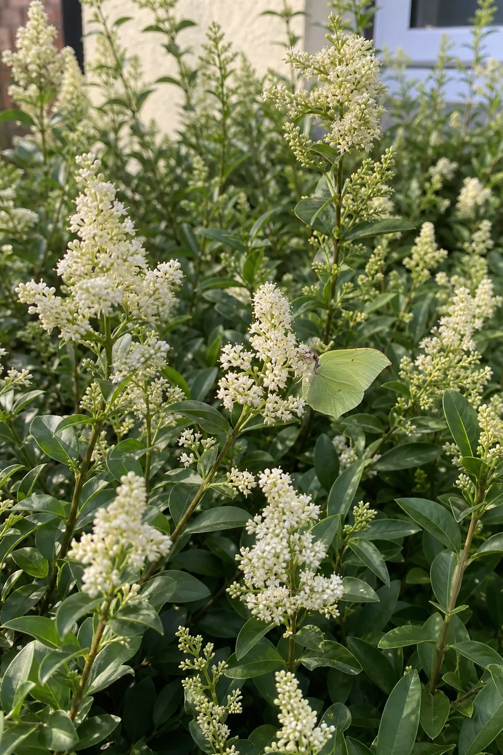 Frei wachsender Liguster mit aufrechten Rispen kleiner cremeweißer Blüten und schmalen Blättern, auf einer Rispe ein Zitronenfalter