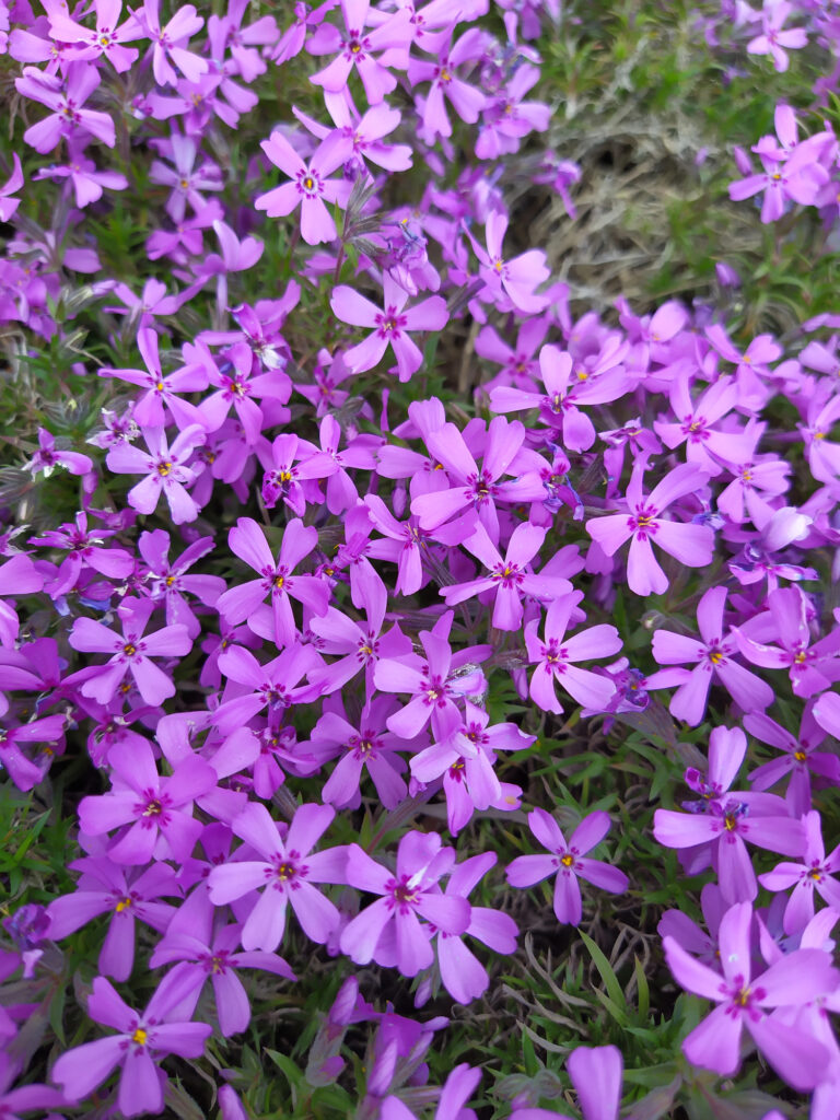 Lila Blütenpracht im Grünen