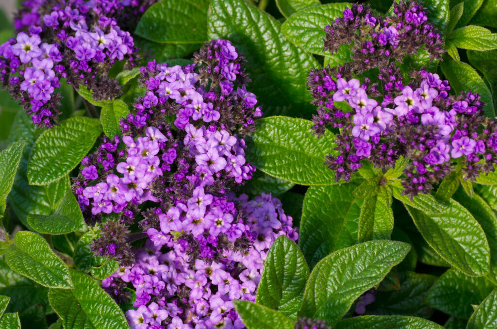 Heliotrope flowers in bloom