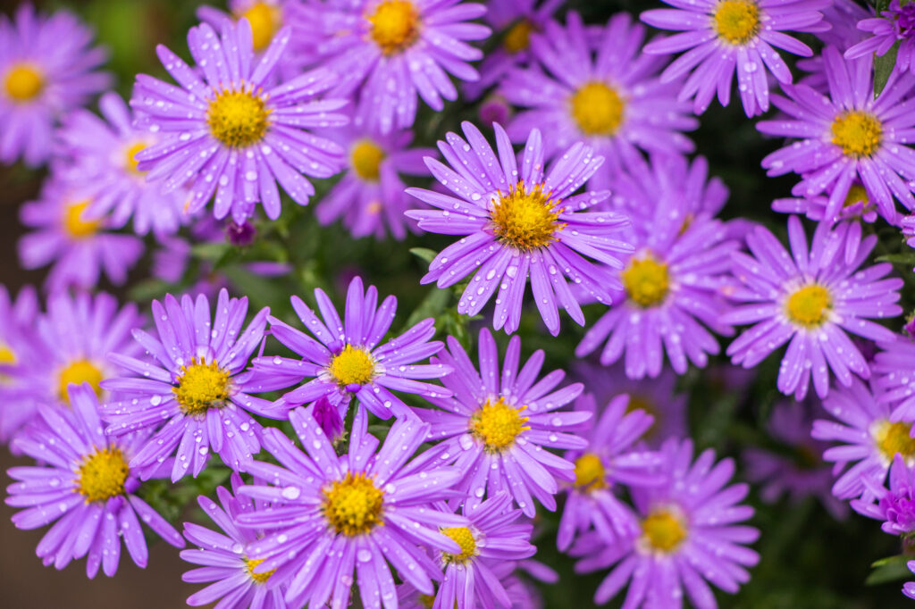 Lila Asterblüten mit Wassertropfen.