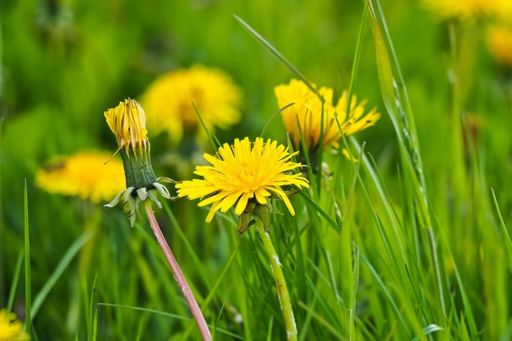 dandelion, flower, blossom