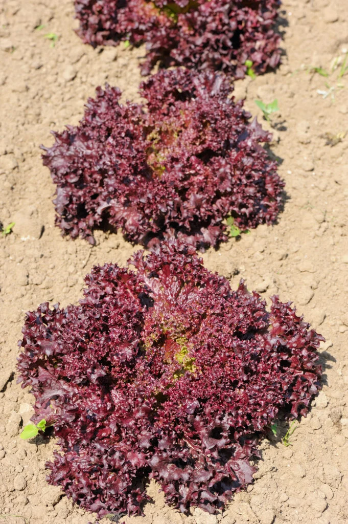 Roter Blattsalat im Garten.