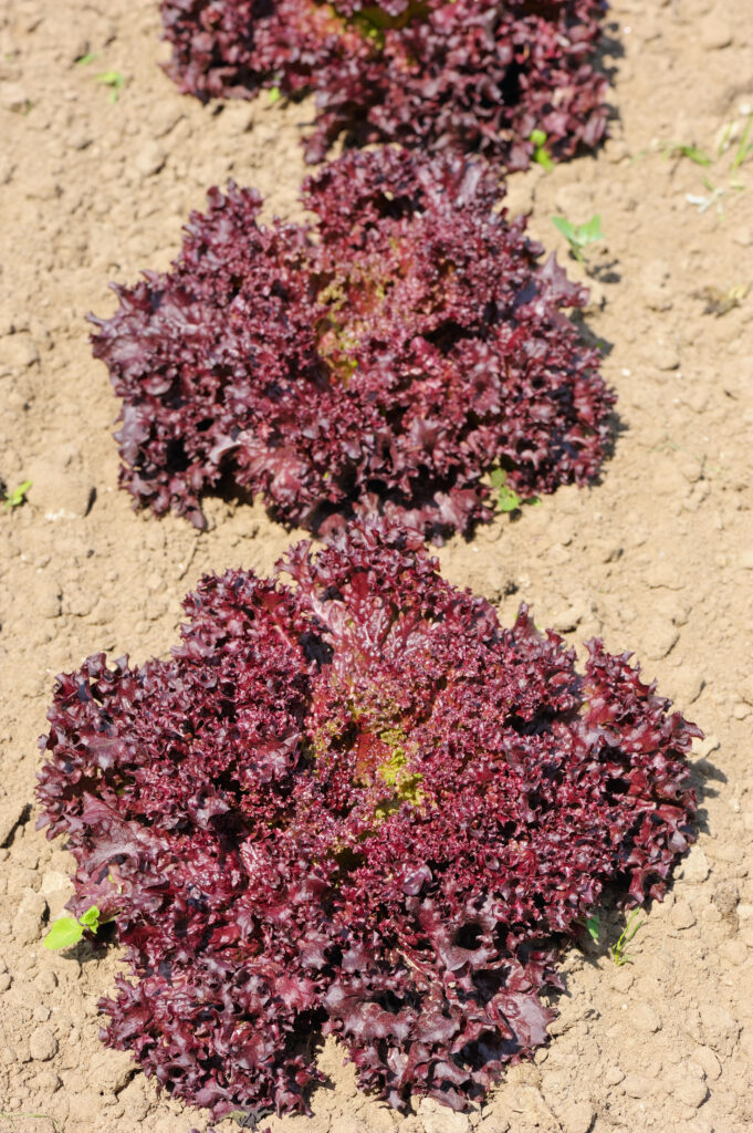 Roter Blattsalat im Garten.
