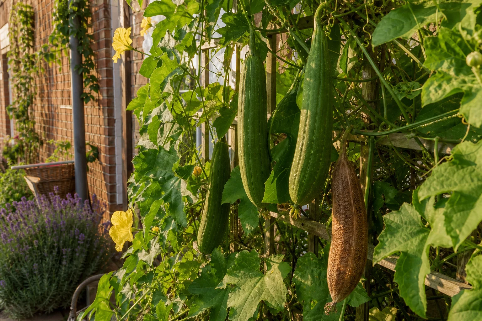Luffa anbauen: vom Kürbisgewächs zum eigenen Naturschwamm