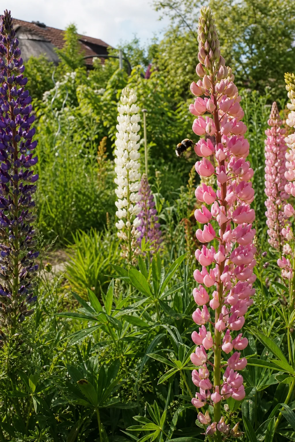Hohe Lupinen mit pinken, lila und weißen Blütenkerzen auf einer Wiese, eine Hummel fliegt eine Blüte an.