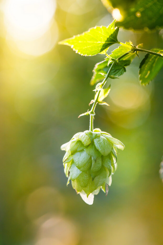 Grüne Hopfenknospe bei Sonnenlicht
