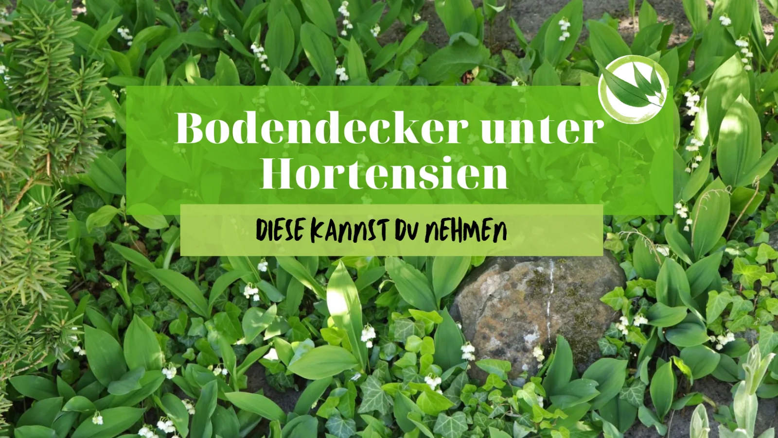 24 schöne Bodendecker , die Du unter Hortensien pflanzen kanns