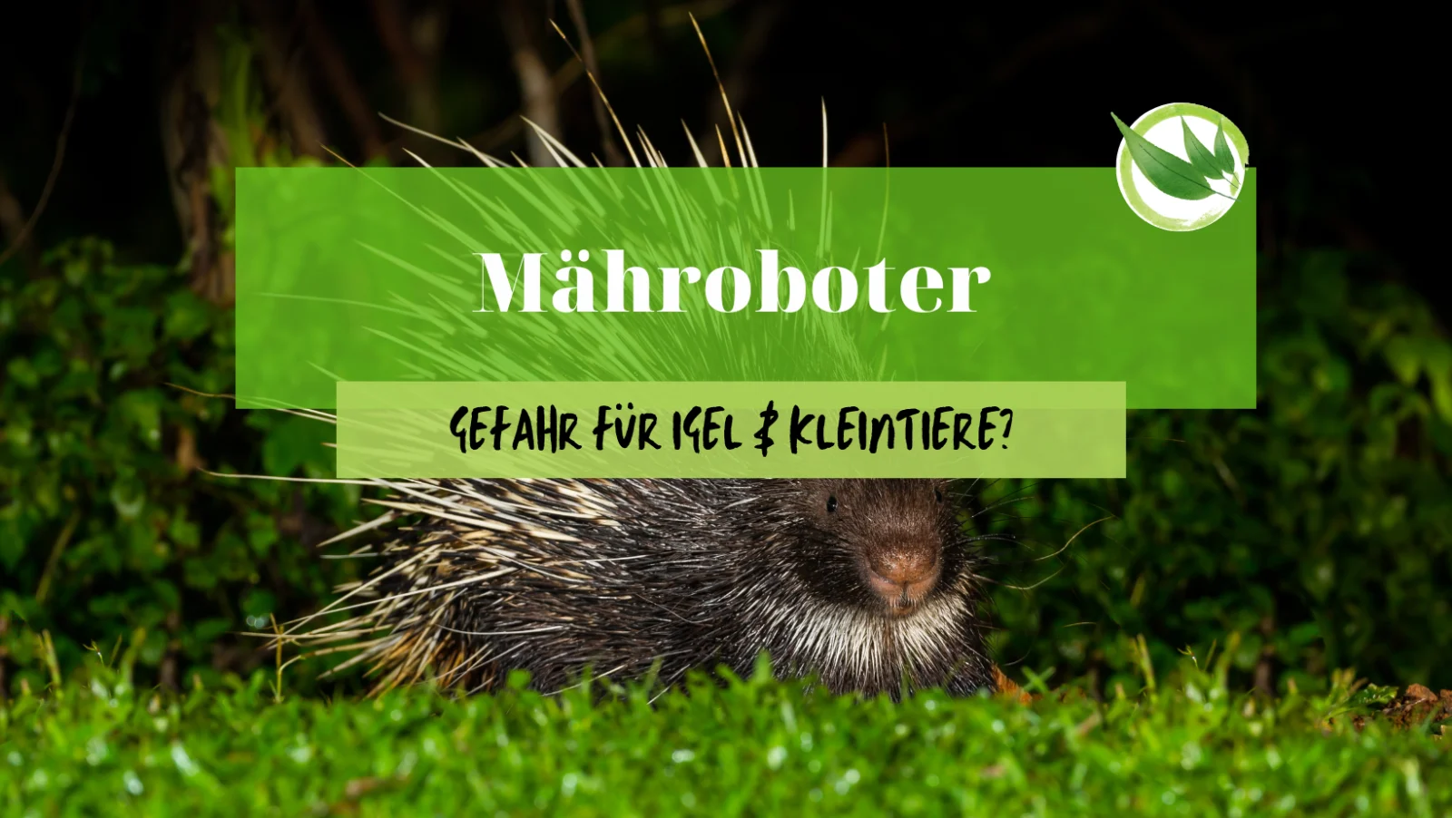 Mähroboter – Gefahr für Igel & Kleintiere?